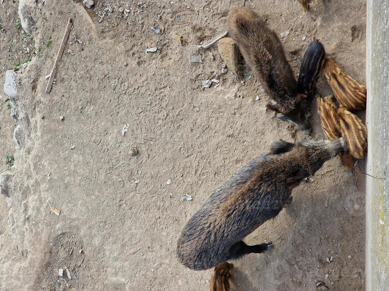 swine fever wild boar in Genoa town Bisagno river urban wildlife looking for food in garbage and resting photo