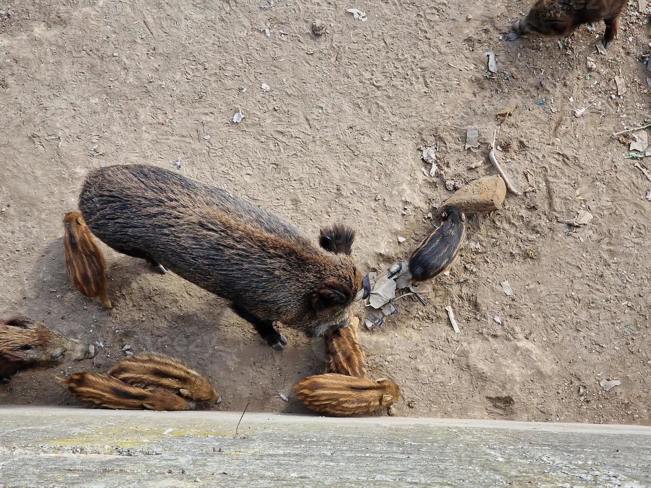 swine fever wild boar in Genoa town Bisagno river urban wildlife looking for food in garbage and resting photo