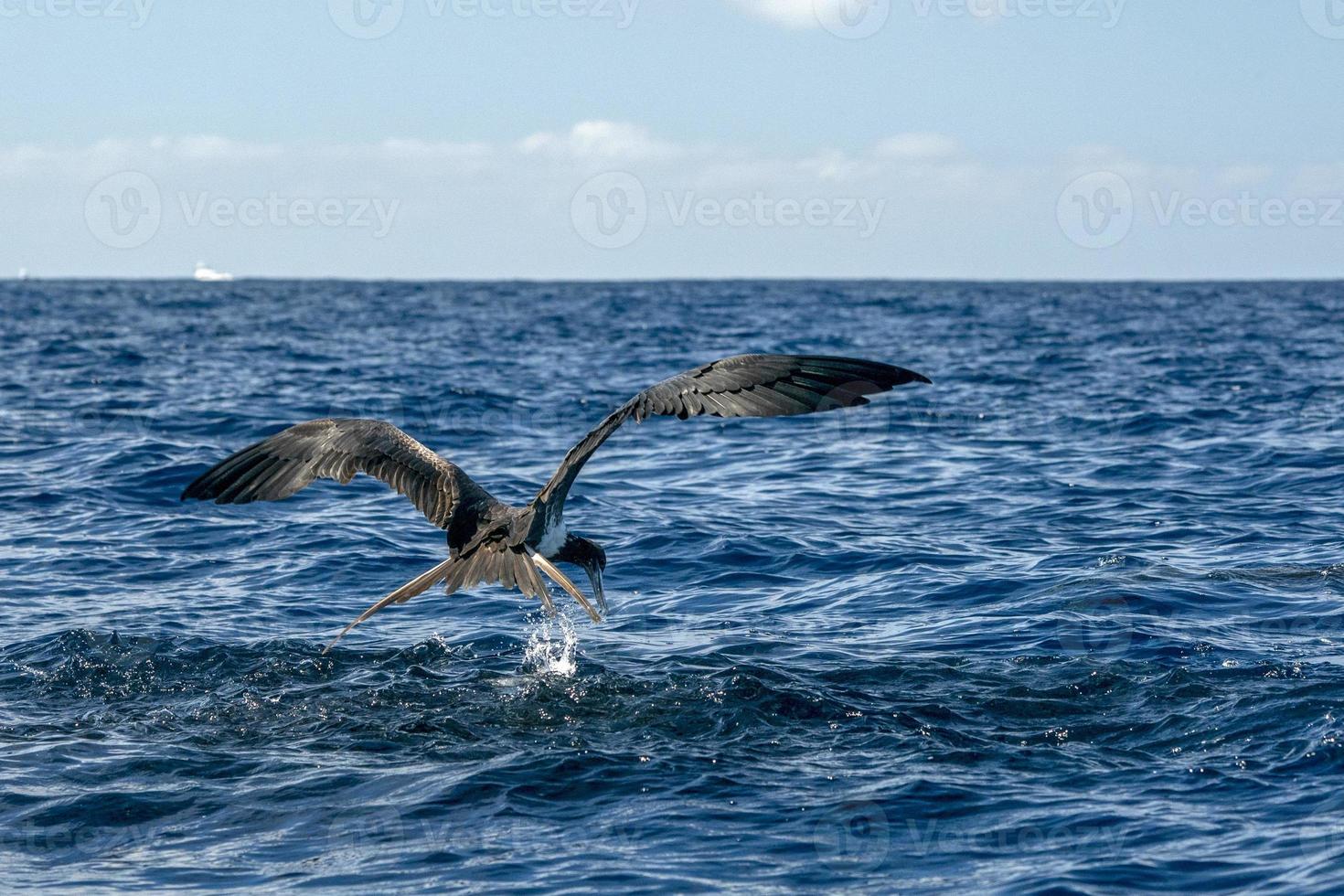 pájaro fragata mientras pesca un pez foto