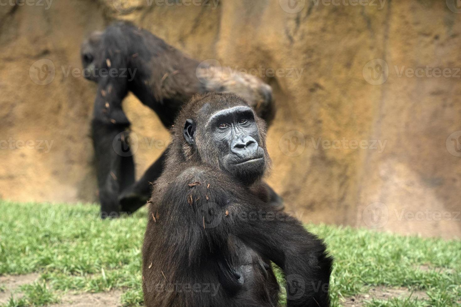 gorilla portrait looking at you photo