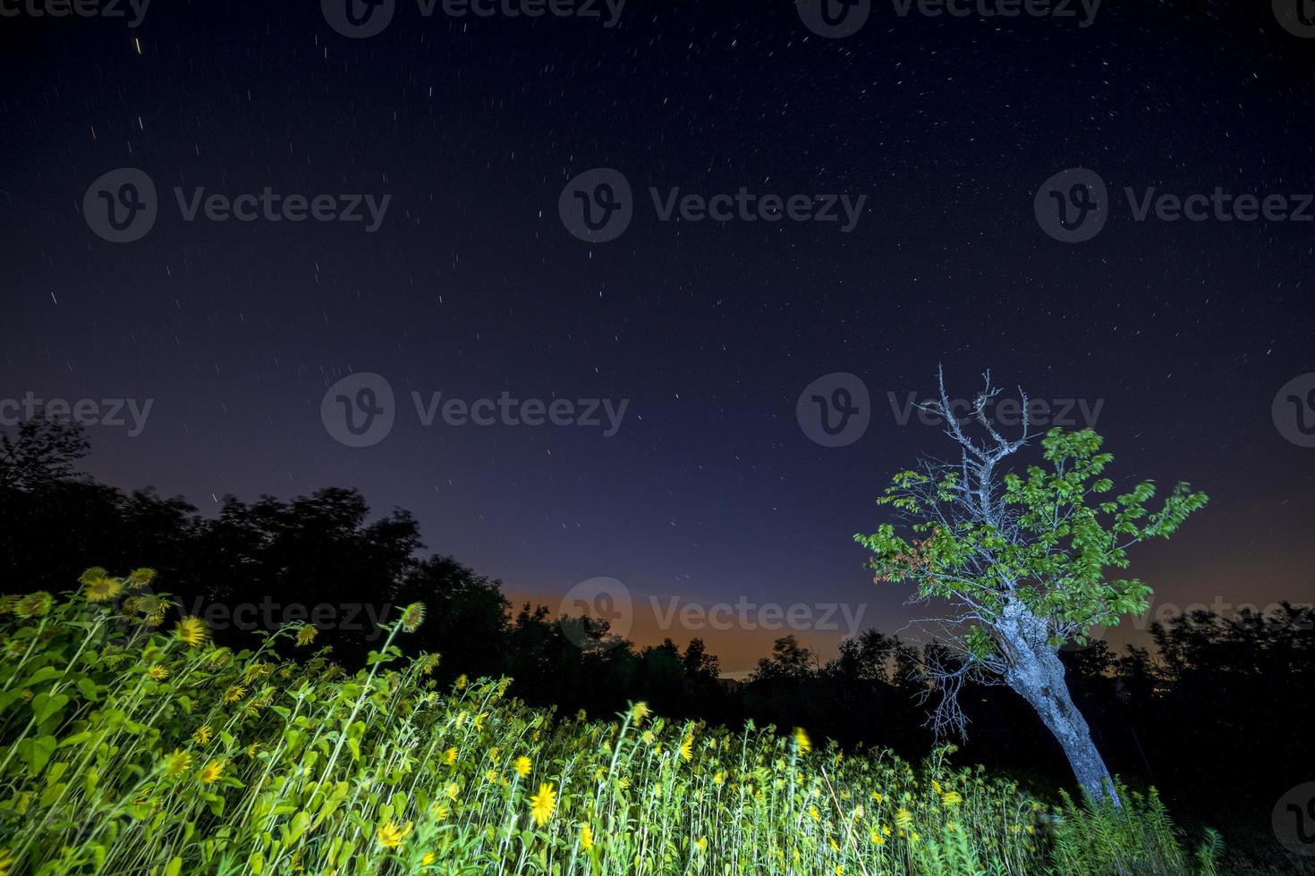 campo de girasoles en la noche de las estrellas foto