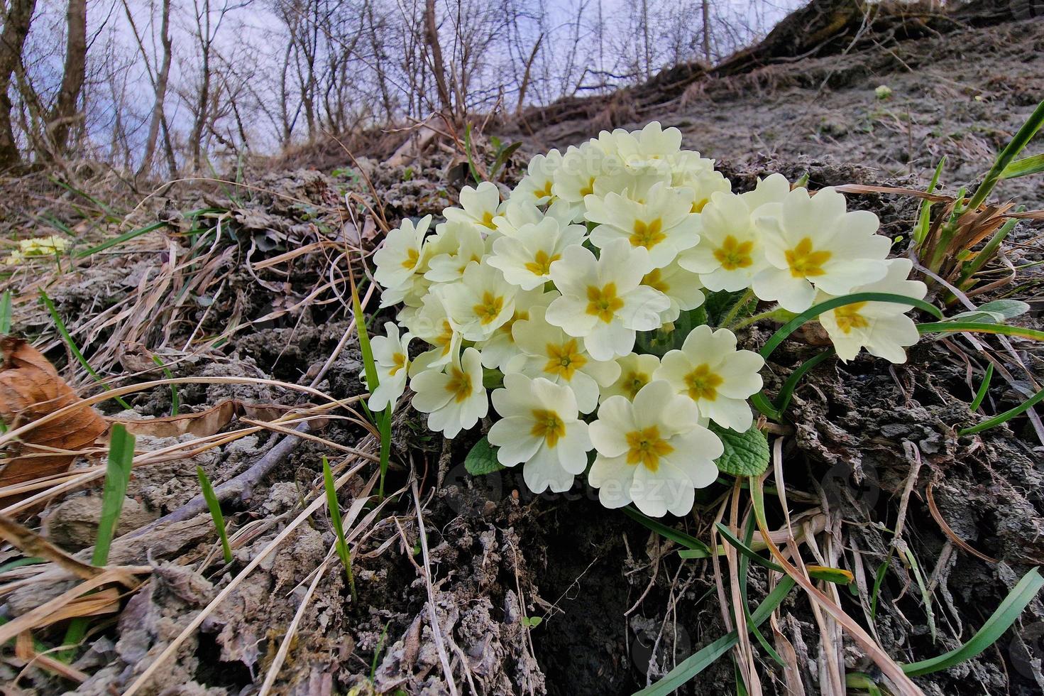 primrose flower in beginning of spring photo