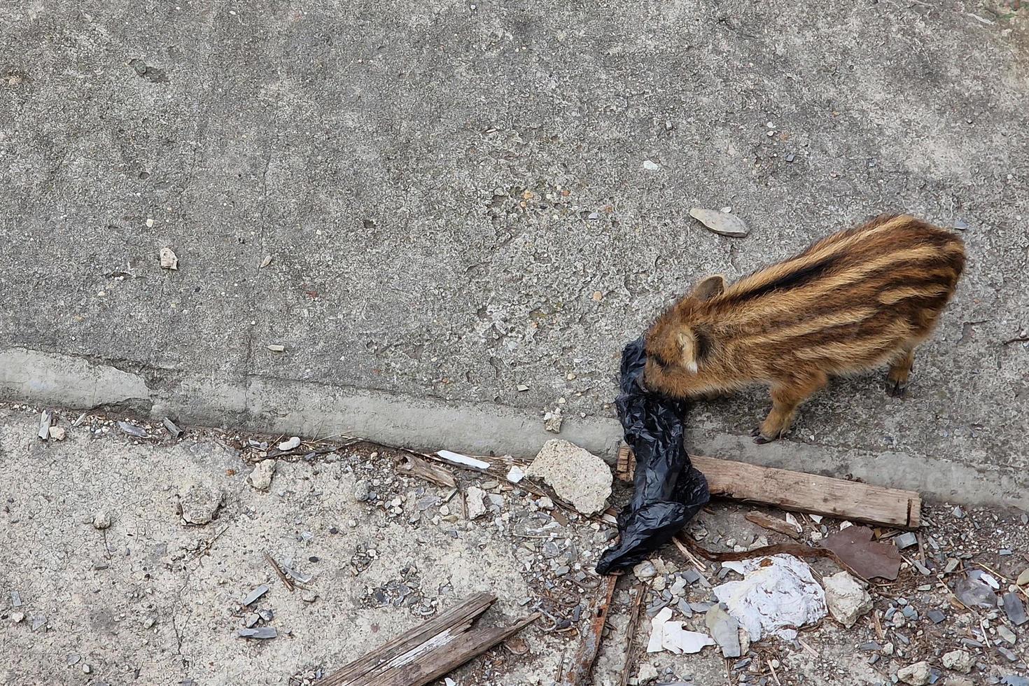 peste porcina jabalí en la ciudad de génova río bisagno vida silvestre urbana buscando comida en la basura y descansando foto