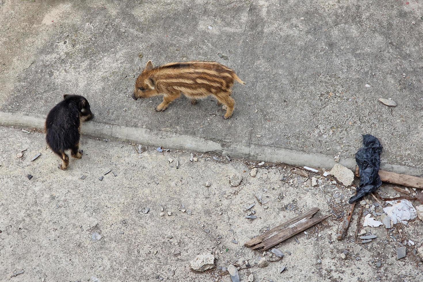 swine fever wild boar in Genoa town Bisagno river urban wildlife looking for food in garbage and resting photo