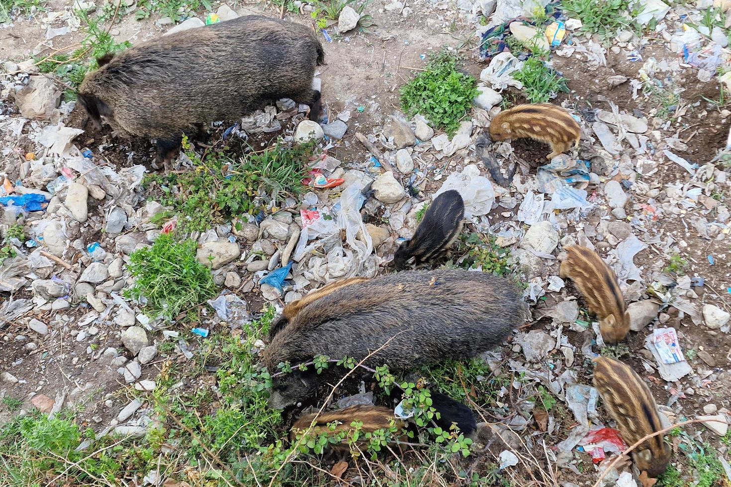 swine fever wild boar in Genoa town Bisagno river urban wildlife looking for food in garbage and resting photo