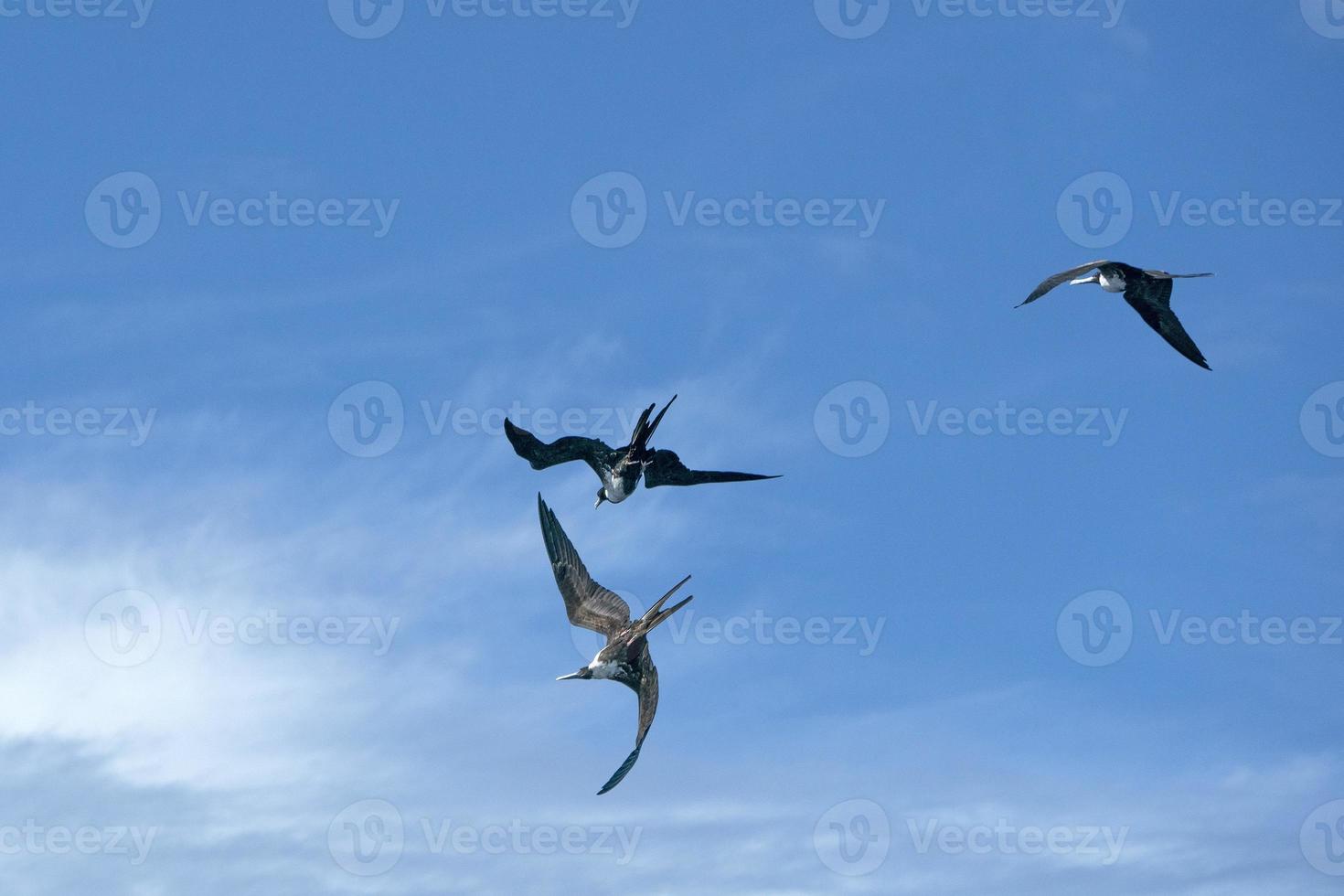 pájaro fragata mientras lucha por una captura de pescado foto