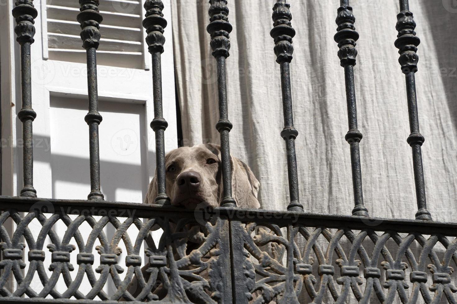 perro solitario esperando en el balcón foto