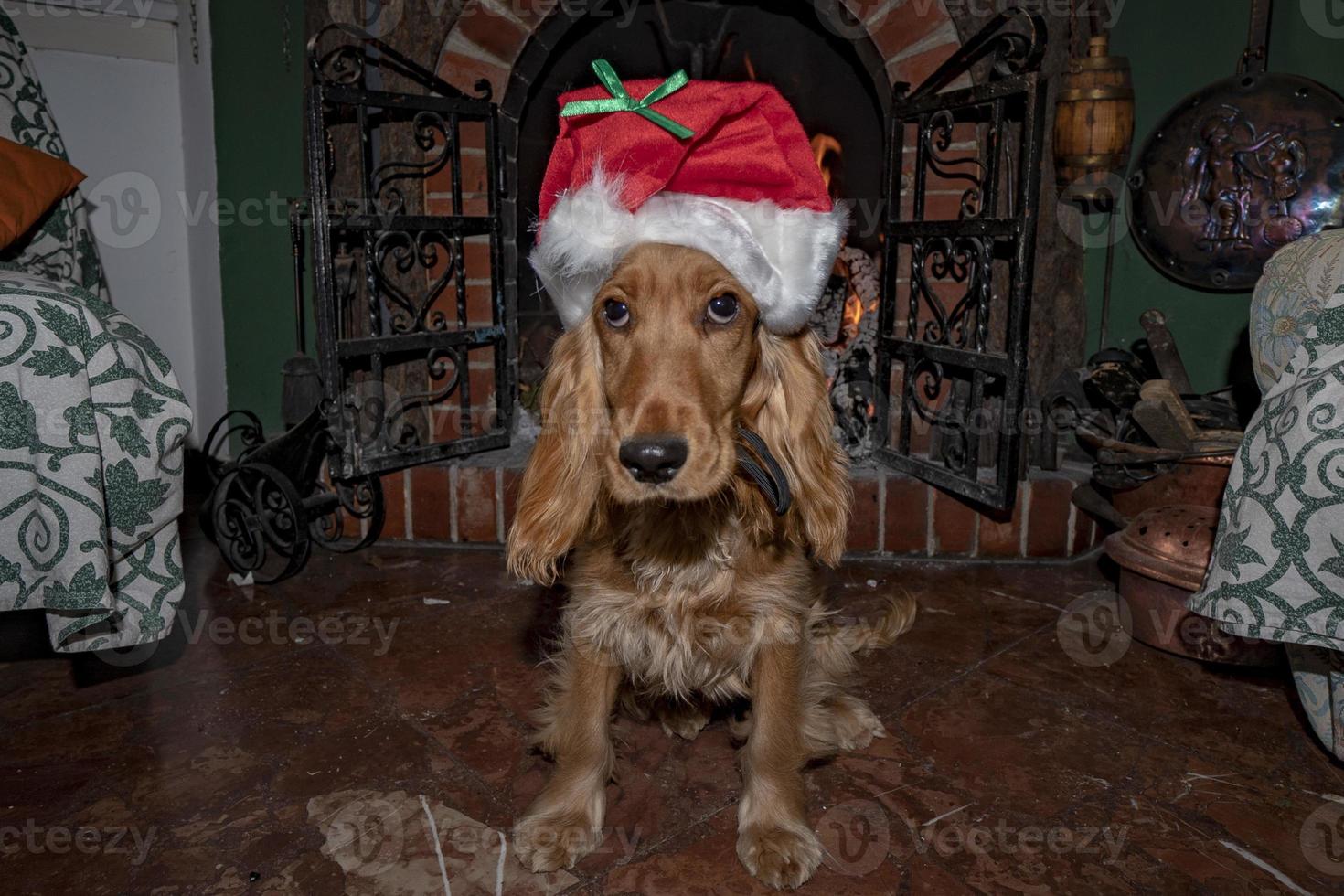 adorable santa vestida cachorro perro navidad foto