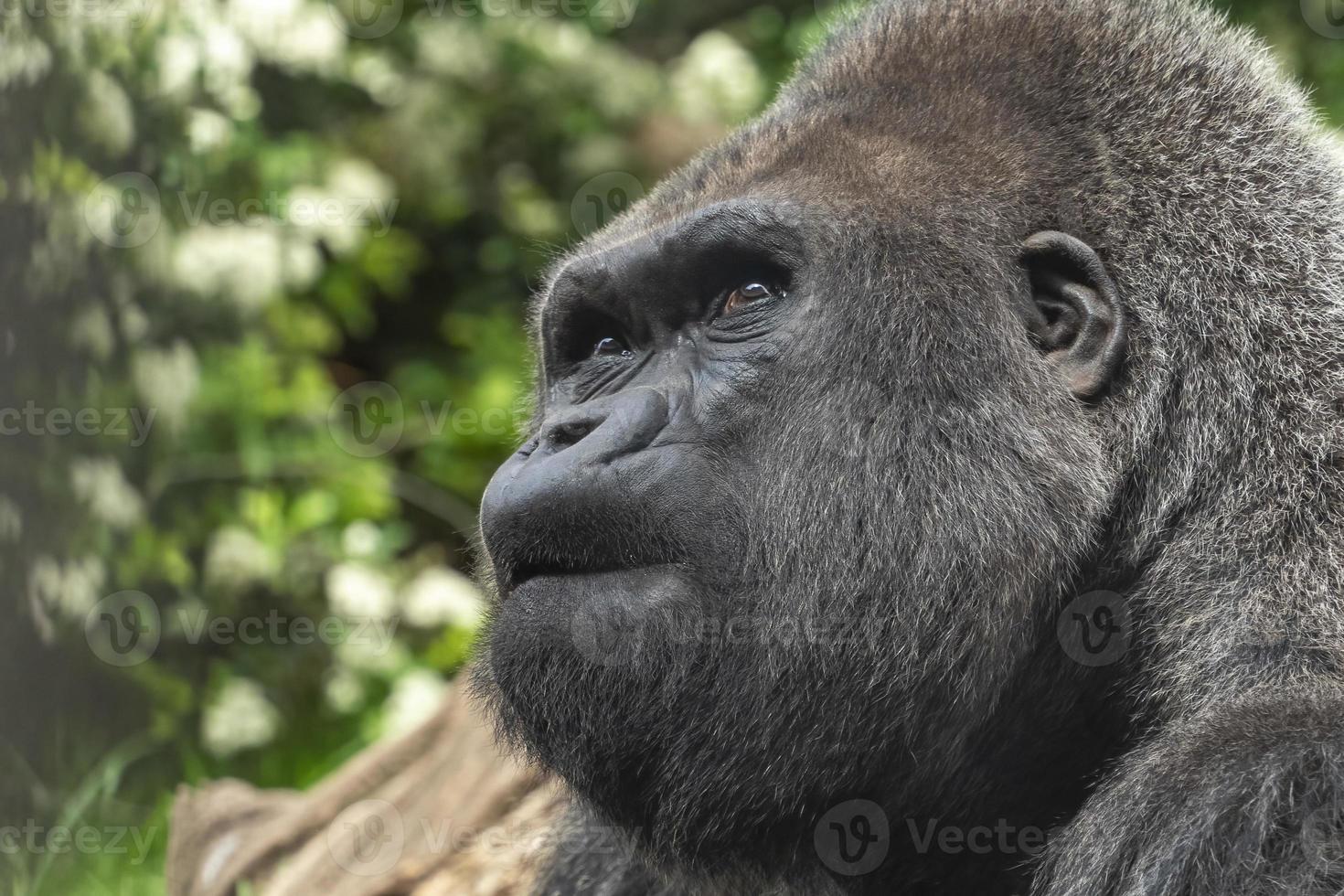 Silverback gorilla close up portrait doubtful photo