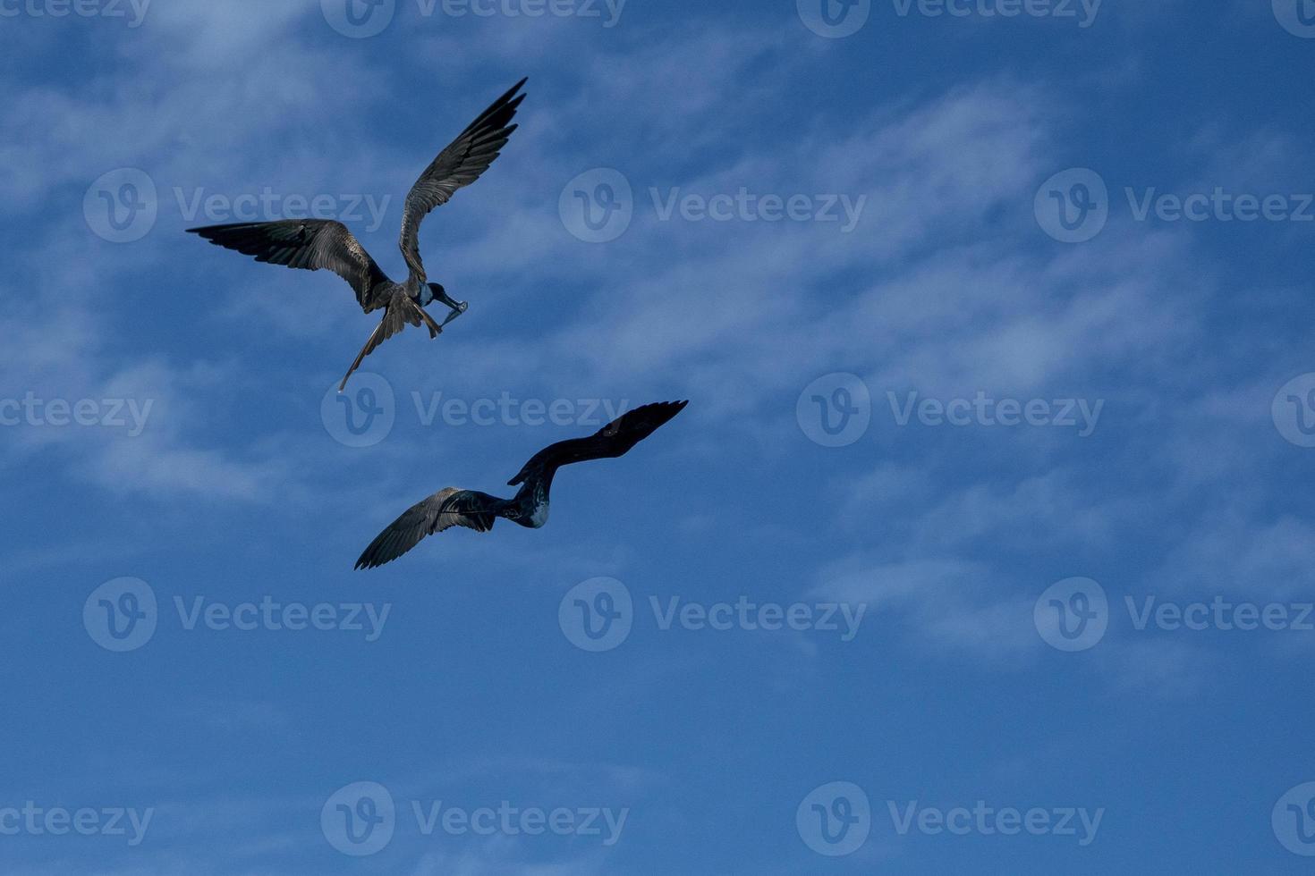 pájaro fragata mientras lucha por una captura de pescado foto