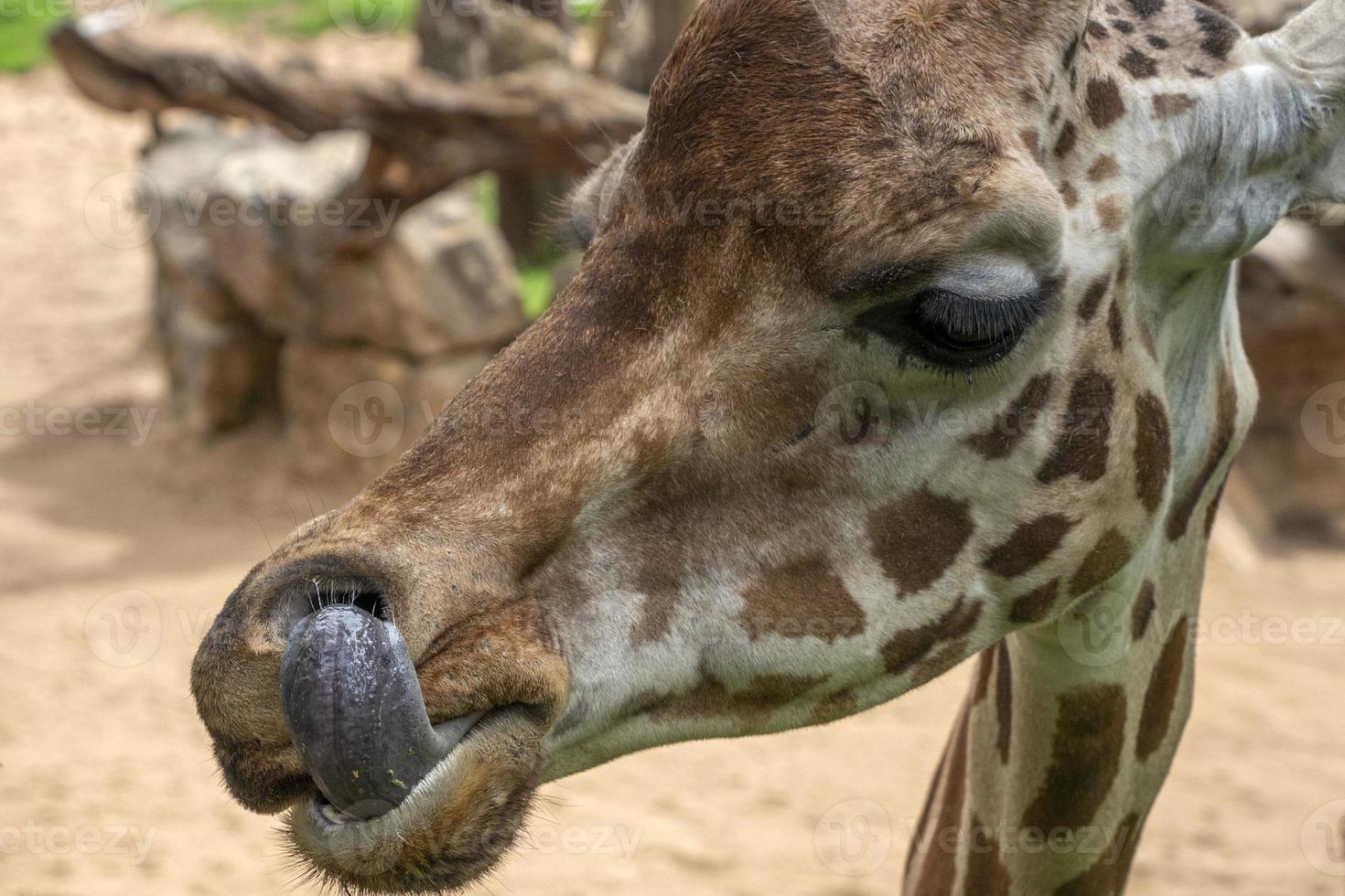 Giraffes Tongues Blue