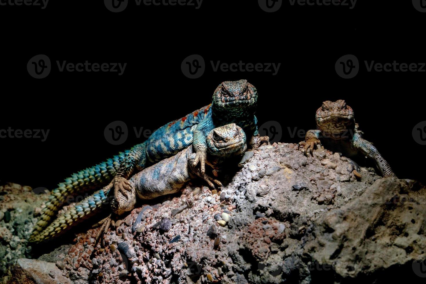 Ornate mastigure african lizard portrait photo