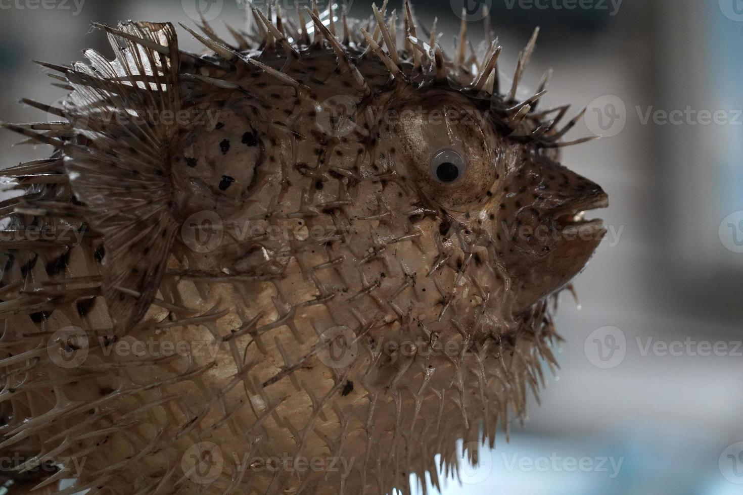 puffer fish for sale in a shop photo