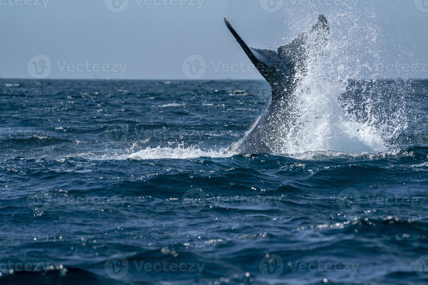 newborn baby calf humpback whale in cabo san lucas tail slapping photo