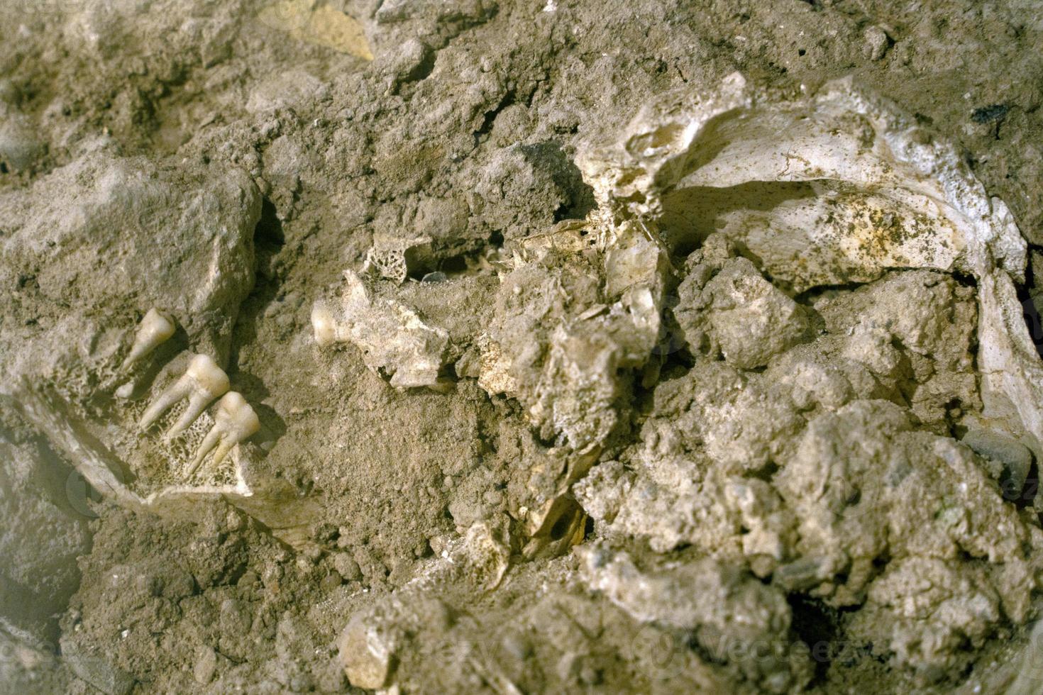 human skull and bones in a crypt tomb photo