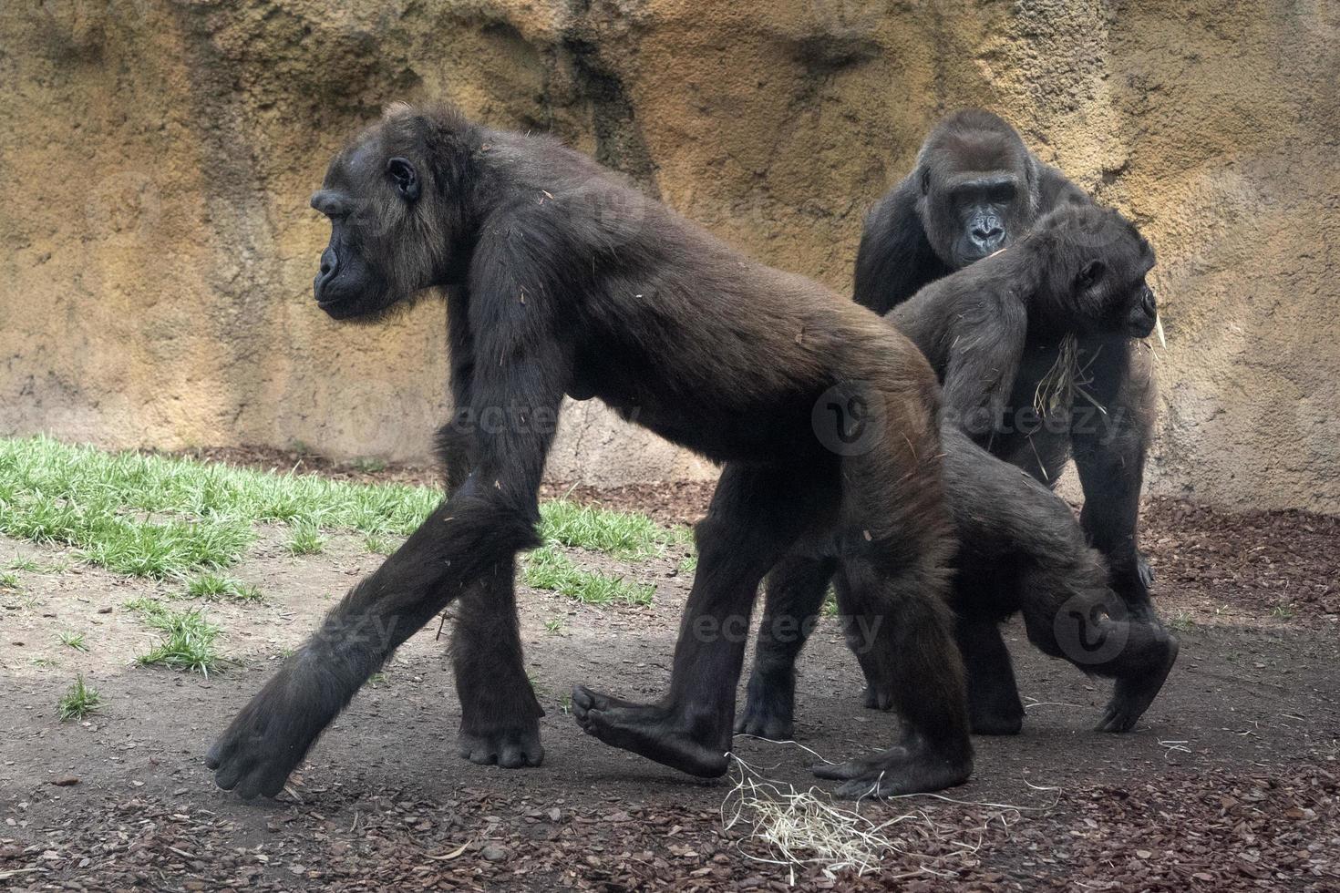 Gorilla ape mopnkey mammal portrait photo