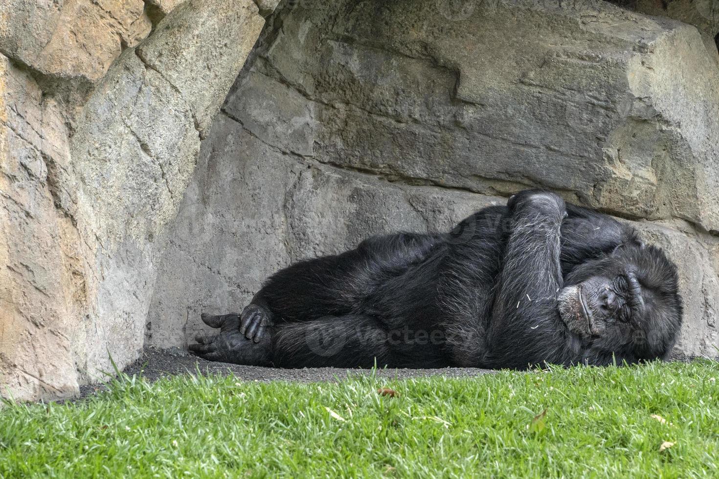 Chimpanzee ape monkey portrait while sleeping photo