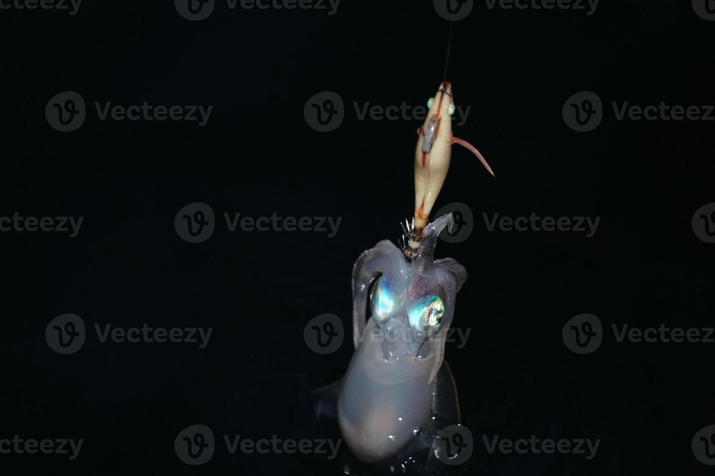 hooked Squid cuttlefish underwater at night while being fished photo