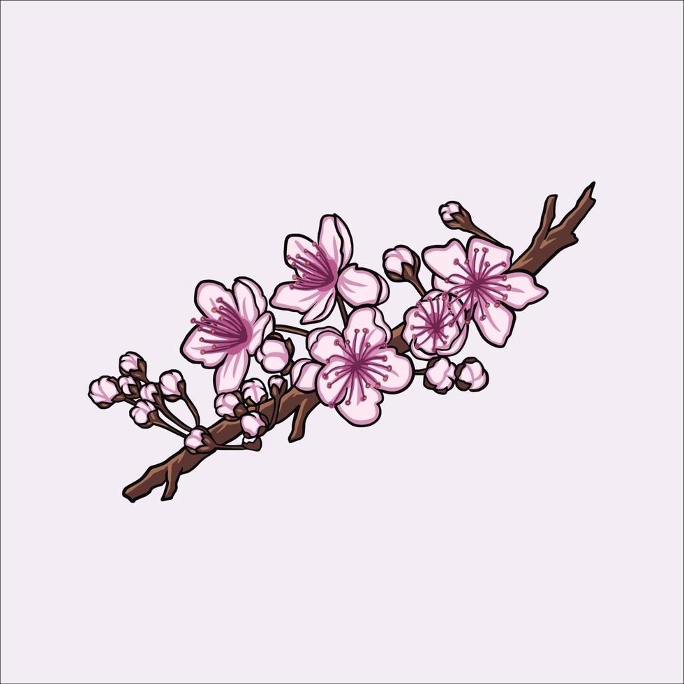 cherry blossom vector