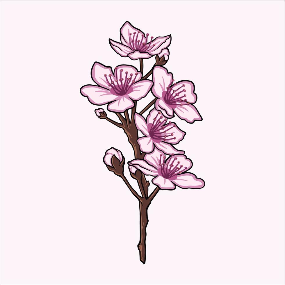 cherry blossom vector