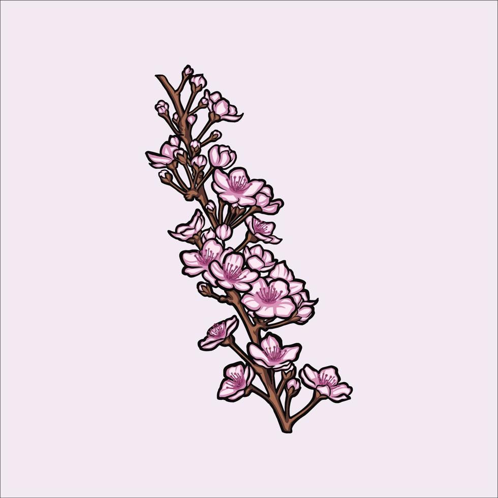 cherry blossom vector