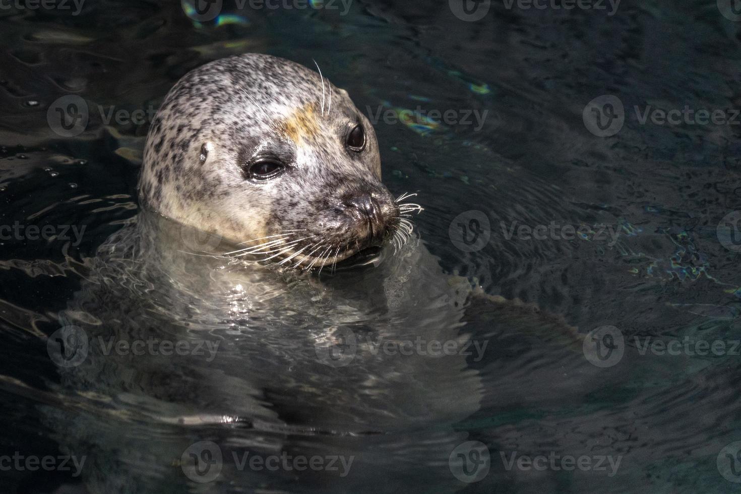 Grey seal in water portrait photo