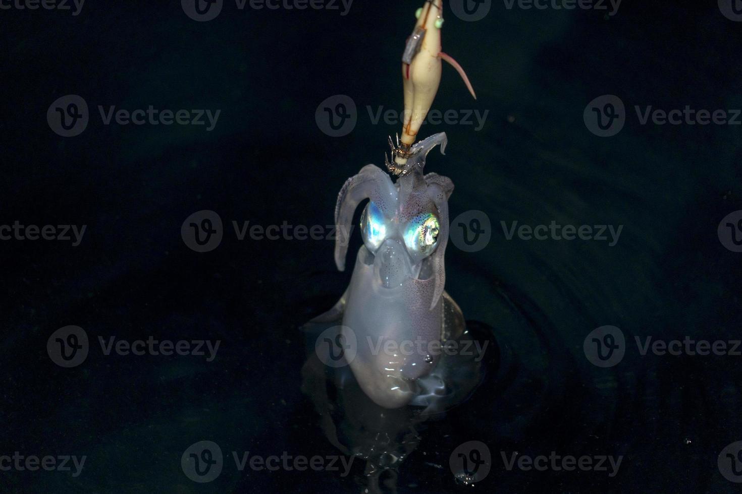 live Squid cuttlefish underwater at night while being fished photo