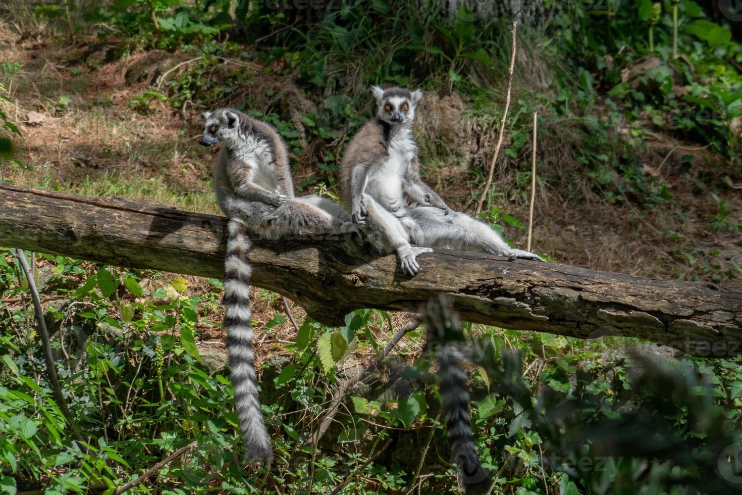 lemur monkey while spreading arms to the sun photo