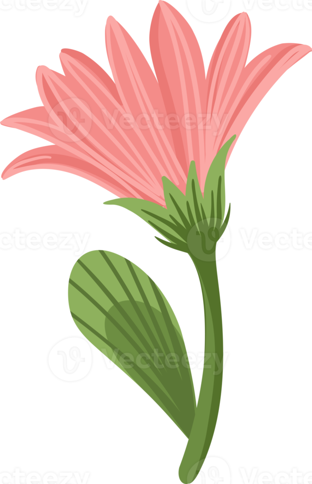Pink flower. Illustration png