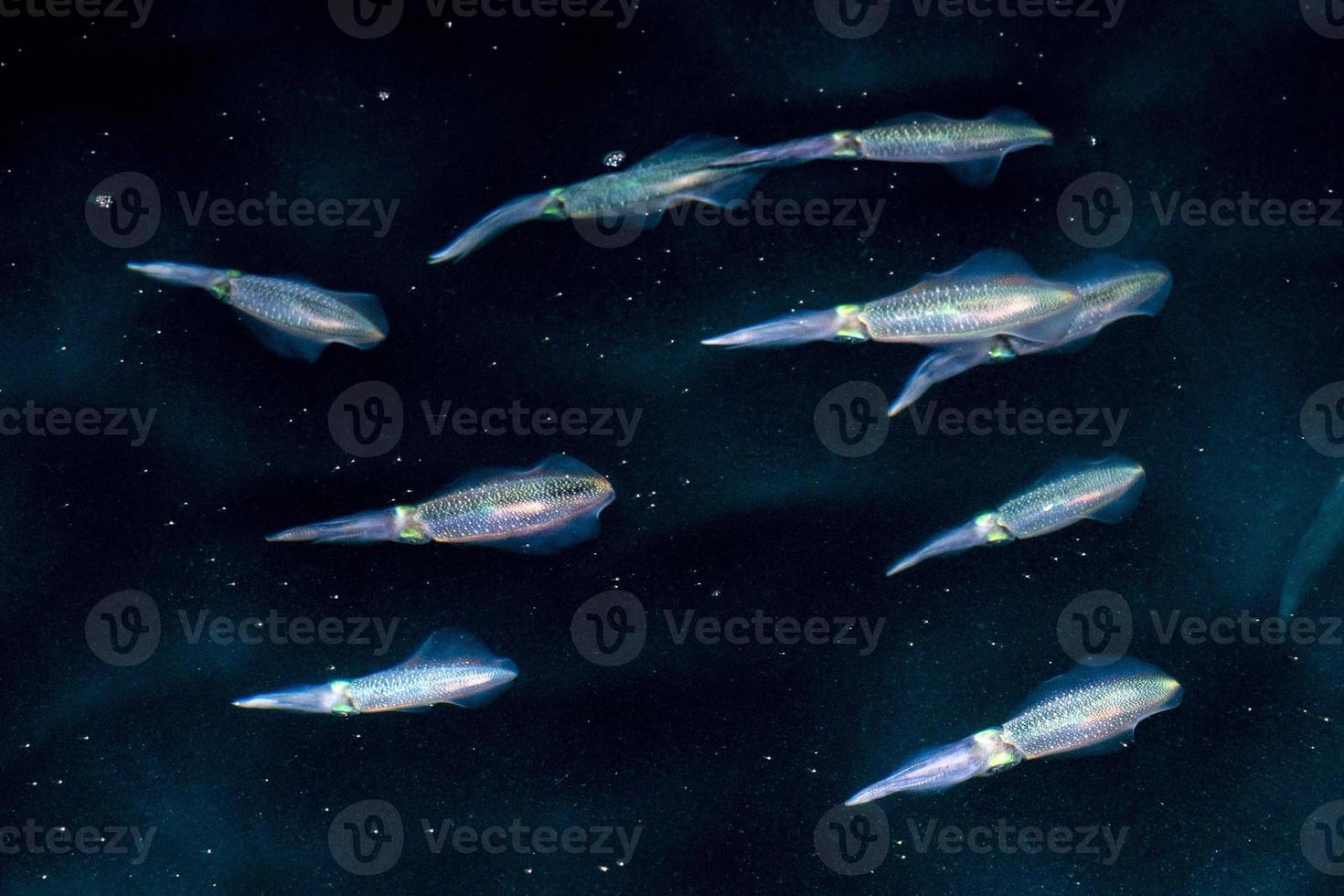 Squid cuttlefish underwater at night photo