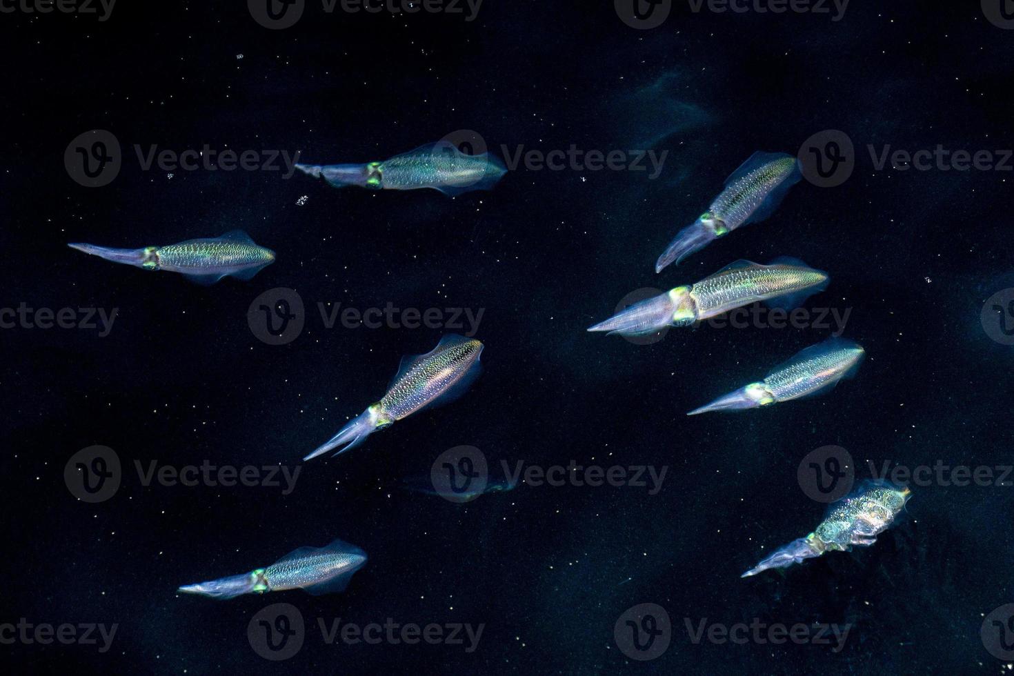 Squid cuttlefish underwater at night photo