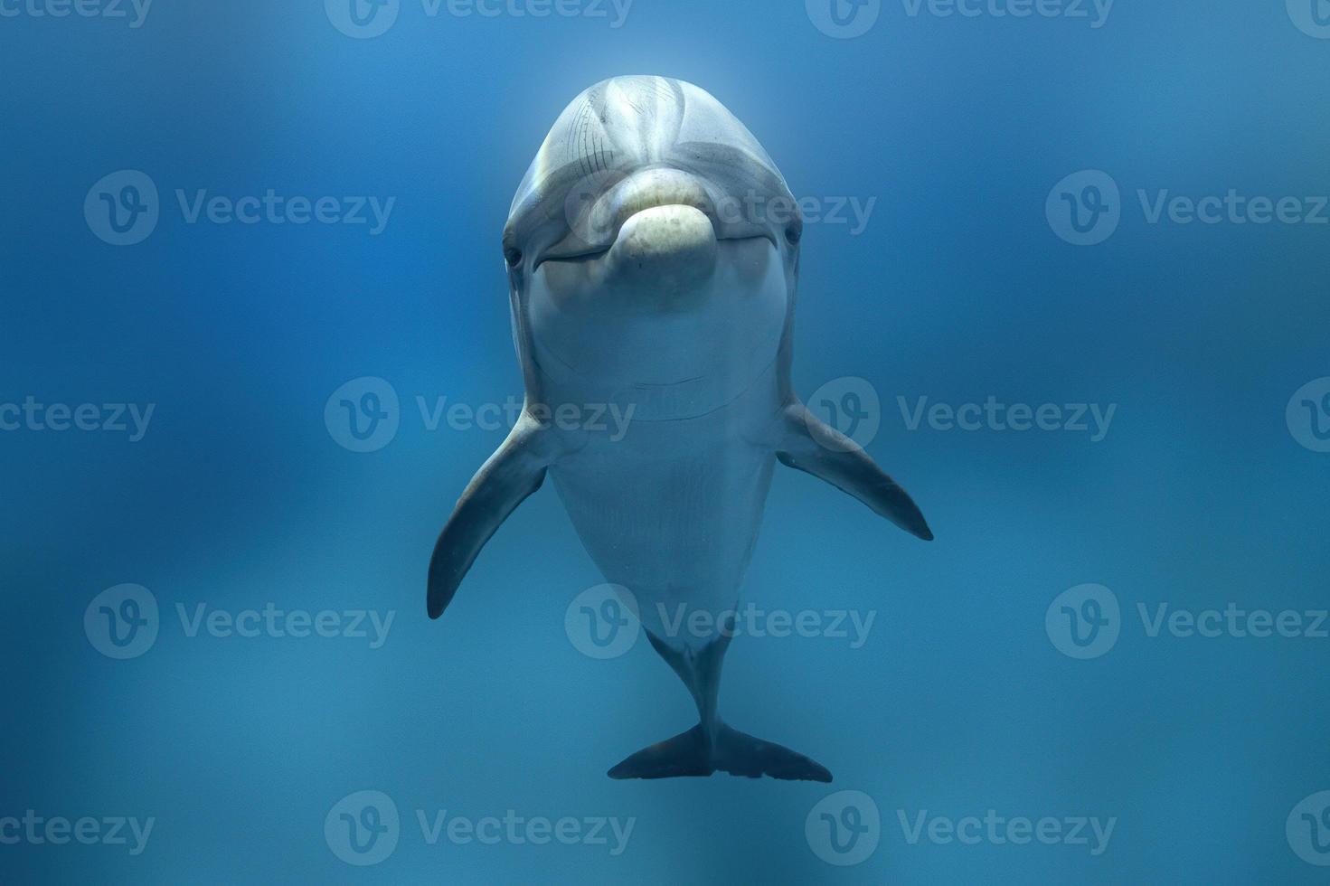 dolphin underwater on the ocean background looking at you photo