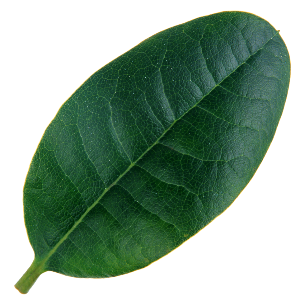 Green leaf isolated on transparent background for design element. png