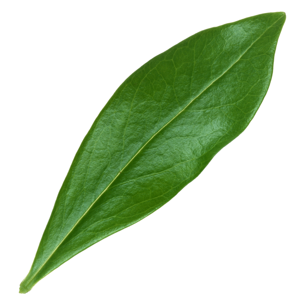 Green leaf isolated on transparent background for design element. png