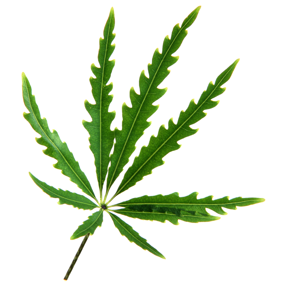 Green leaf isolated on transparent background for design element. png