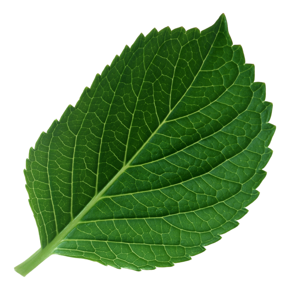 Green leaf isolated on transparent background for design element. png