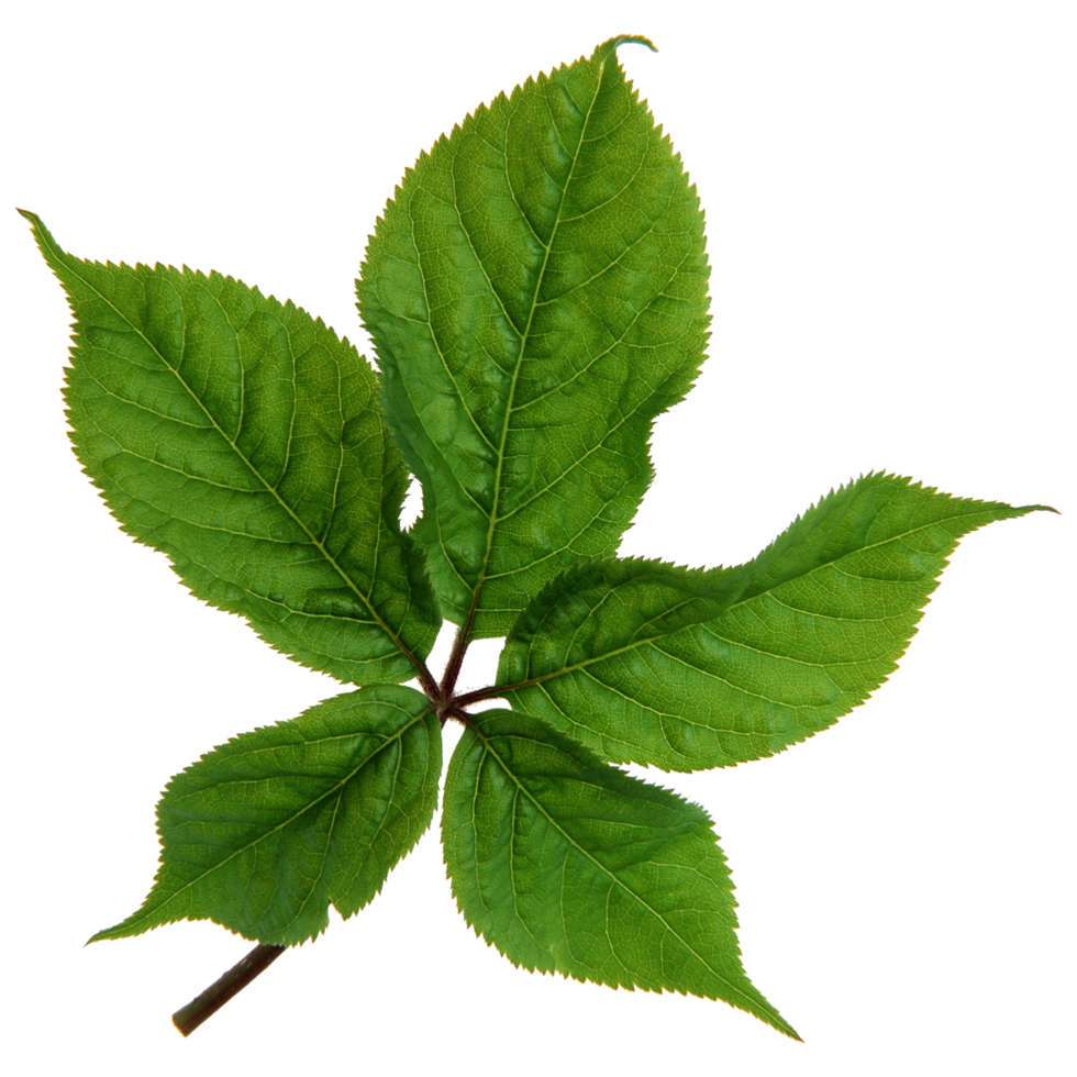 Green leaf isolated on transparent background for design element. png