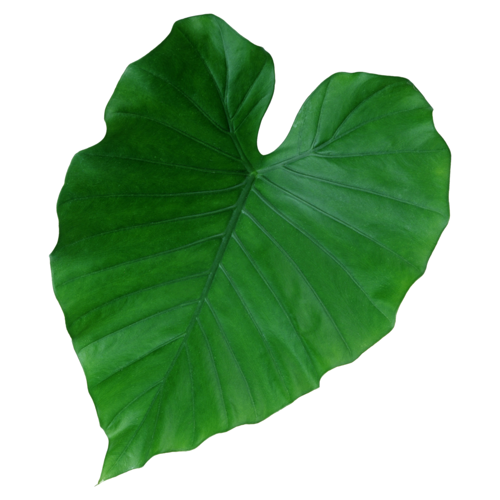 Green leaf isolated on transparent background for design element. png