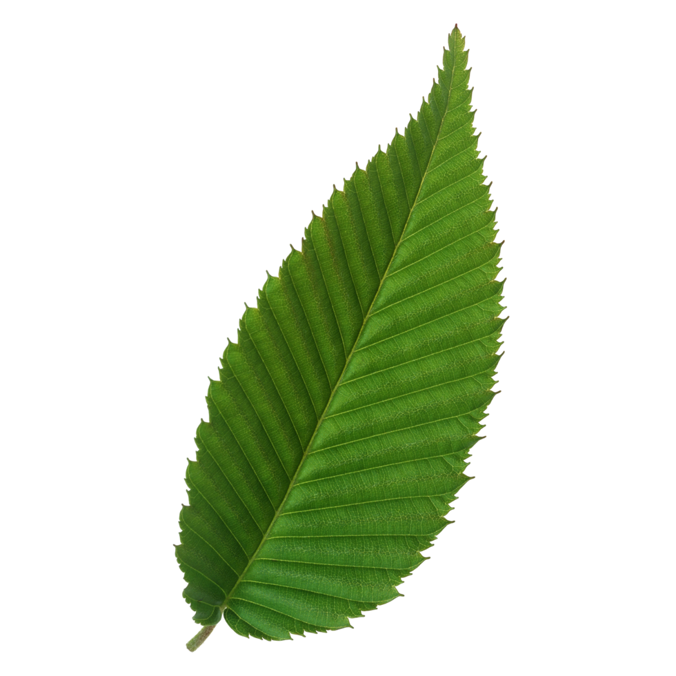 Green leaf isolated on transparent background for design element. png