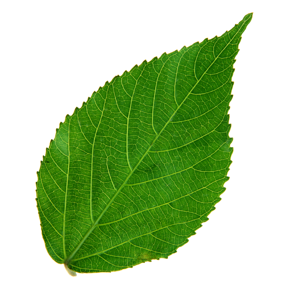 Green leaf isolated on transparent background for design element. png