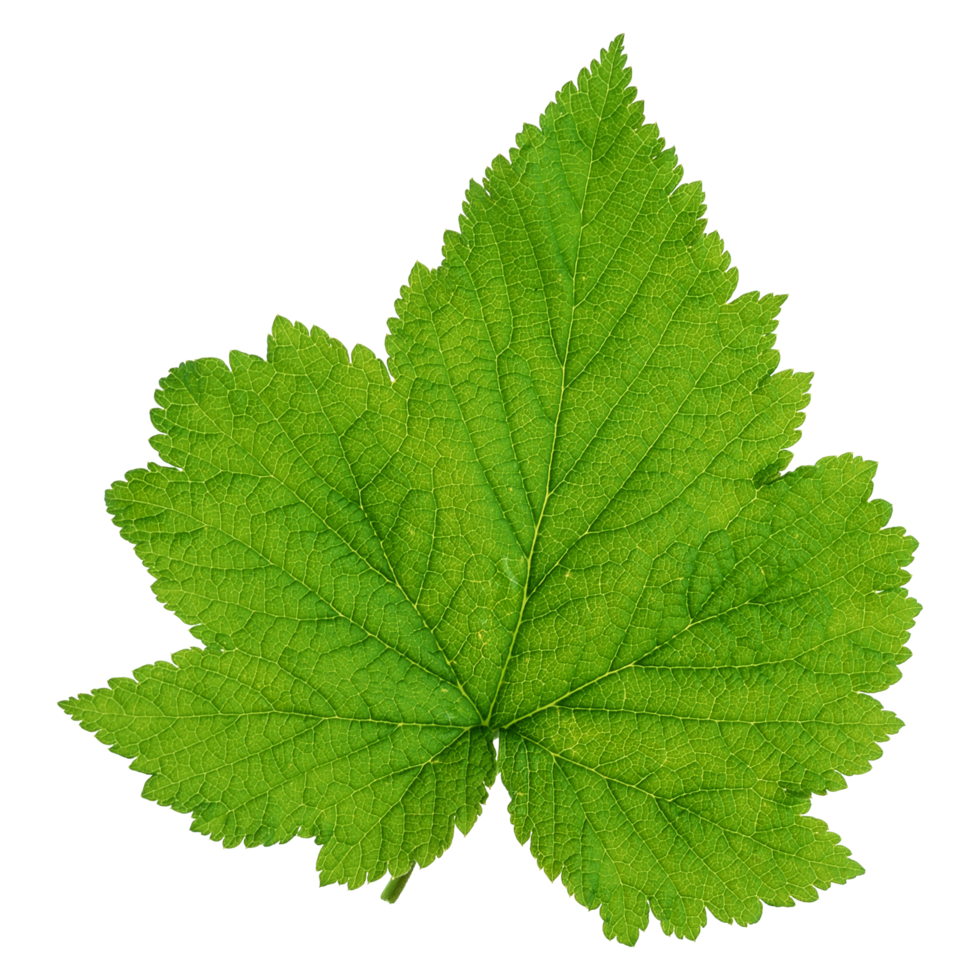 Green leaf isolated on transparent background for design element. png