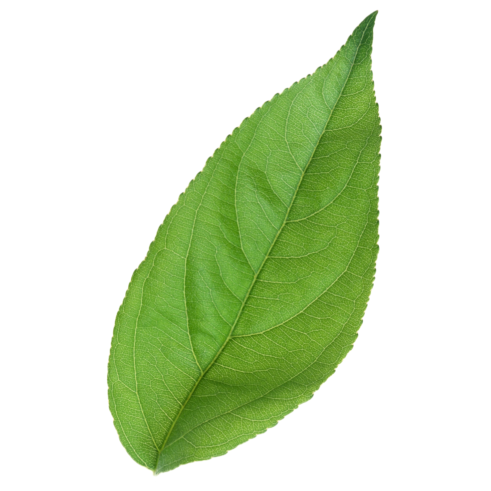 Green leaf isolated on transparent background for design element. png