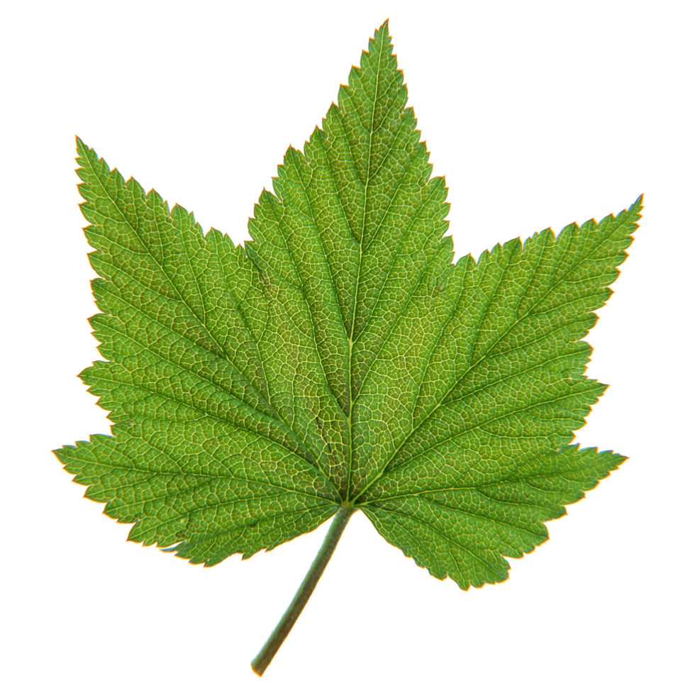 Green leaf isolated on transparent background for design element. png