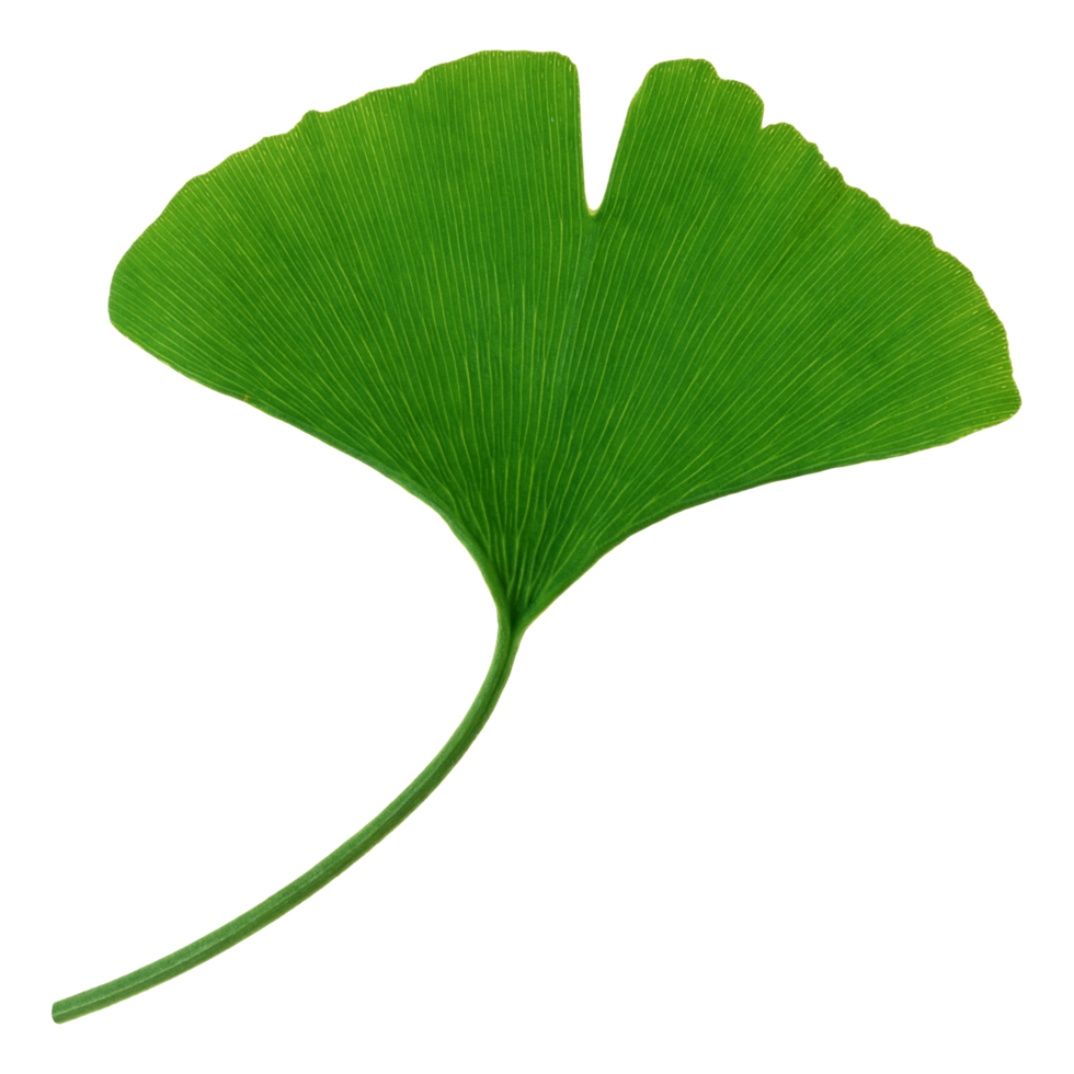 Green leaf isolated on transparent background for design element. png