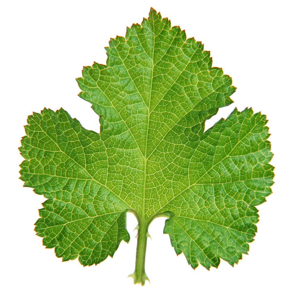 Green leaf isolated on transparent background for design element. png