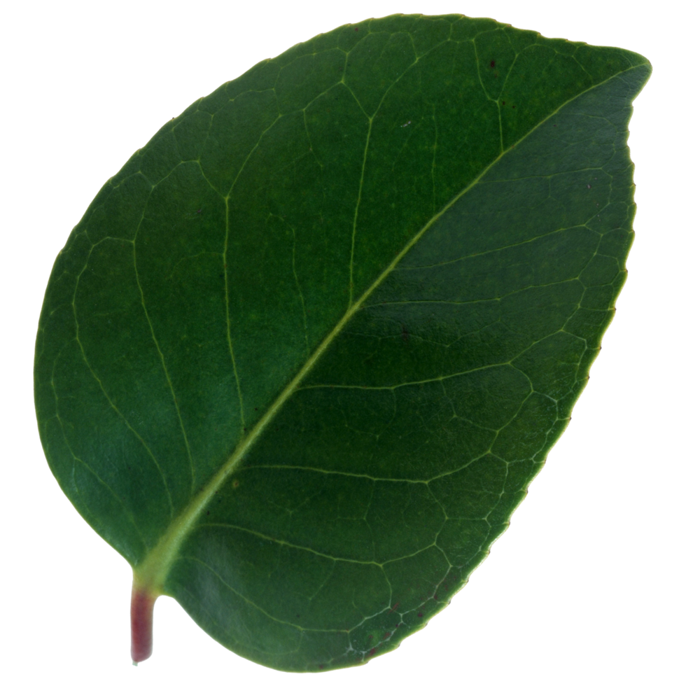Green leaf isolated on transparent background for design element. png