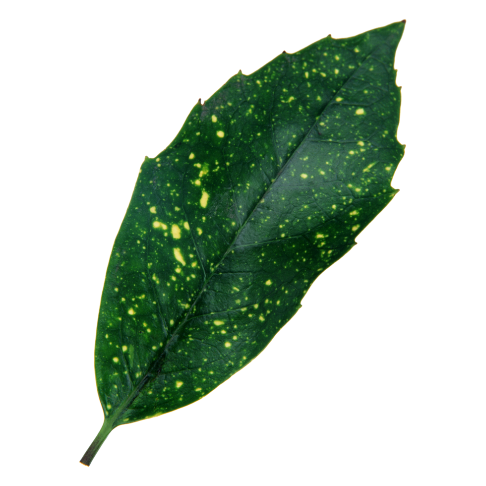 Green leaf isolated on transparent background for design element. png