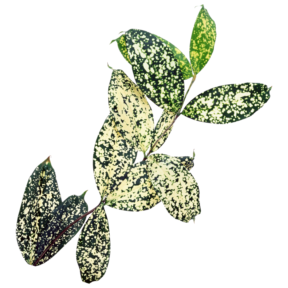 Green leaf isolated on transparent background for design element. png