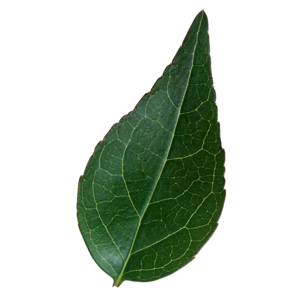 Green leaf isolated on transparent background for design element. png