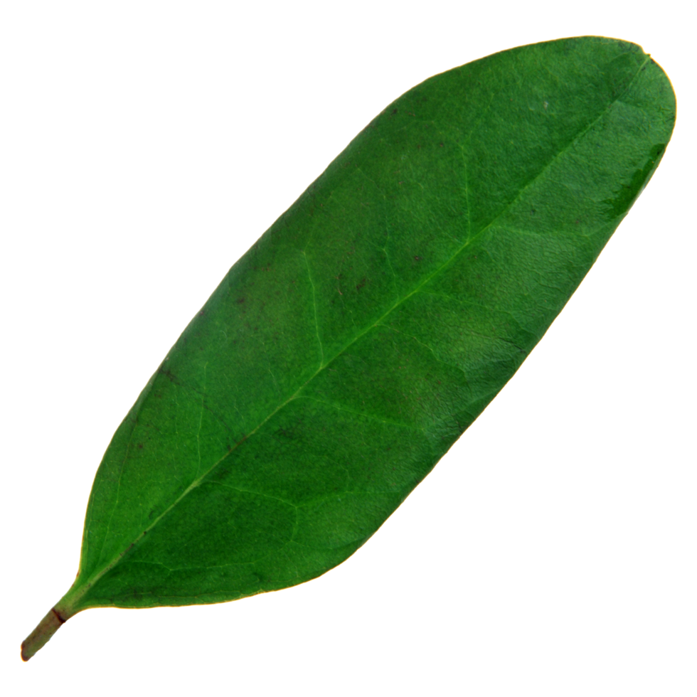 Green leaf isolated on transparent background for design element. png